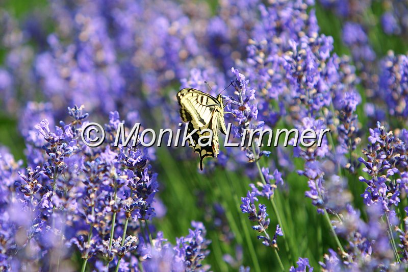 479_7980_Schmetterling_im_Lavendel.jpg